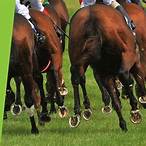 horses to bet on