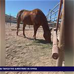 how to bet on horses in las vegas
